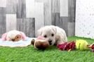 Best Maltipoo Baby