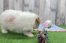 Meet Jill - our Cavachon Puppy Video