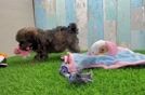 Little Shih Poo Poodle Mix Puppy