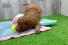 Playful Cavapoodle Poodle Mix Puppy