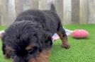 Meet Fabio - our Mini Bernedoodle Puppy Video
