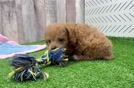 Meet Arbor - our Poodle Puppy Video