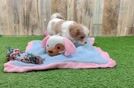 Meet Urban - our Cavapoo Puppy Video