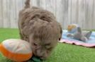 Energetic Havadoodle Poodle Mix Puppy