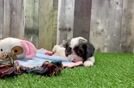 Cavapoo Puppy for Adoption
