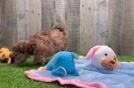 Meet Emily - our Shih Poo Puppy Video