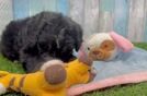 Playful Mini Berniedoodle Poodle Mix Puppy