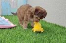 Happy Yorkie Poo Baby