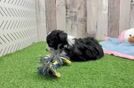 Adorable Aussiepoo Poodle Mix Puppy