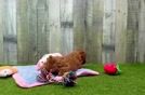 Playful Poodle Purebred Pup