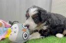 Best Mini Bernedoodle Baby