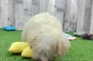 Meet Alfie - our Maltipoo Puppy Video