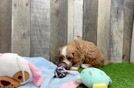 Cavapoo Puppy for Adoption