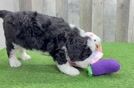Mini Bernedoodle Puppy for Adoption