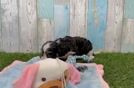 Meet Bae - our Cavachon Puppy Video
