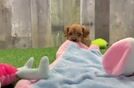 Best Cavapoo Baby