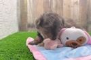 Best Mini Aussiedoodle Baby