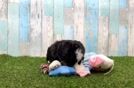 Mini Bernedoodle Puppy for Adoption