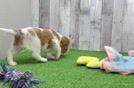 Cavalier King Charles Spaniel Puppy for Adoption