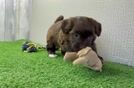 Smart Havapoo Poodle Mix Pup