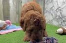 Meet Kendrick - our Mini Goldendoodle Puppy Video
