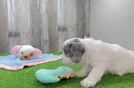 Cavapoo Pup Being Cute