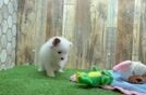 Meet Giorgio - our Pomeranian Puppy Video