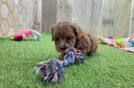 Fluffy Cavapoo Poodle Mix Pup