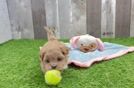 Fluffy Maltipoo Poodle Mix Pup