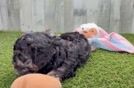 Happy Cavapoo Baby