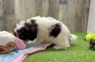 Meet Hildee - our Cavapoo Puppy Video