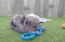 Shih Poo Puppy for Adoption