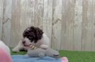 Little Poodle Purebred Pup