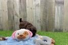 Friendly Shih Poo Baby