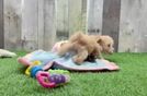 Meet Pete - our Maltipoo Puppy Video