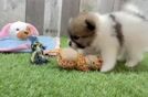 Meet Fluffy - our Pomeranian Puppy Video