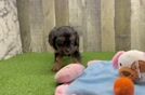 Funny Cavapoo Poodle Mix Pup