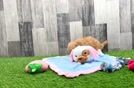 Meet Nadeen - our Maltipoo Puppy Video