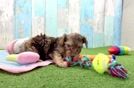 Cute Yorkie Poo Baby