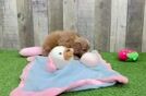 Cavapoo Puppy for Adoption