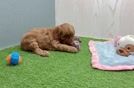 Meet Julianna - our Mini Irish Doodle Puppy Video