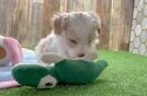 Best Maltipoo Baby