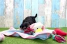 Sweet Yorkie Poo Baby