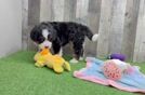 Happy Mini Bernedoodle Baby