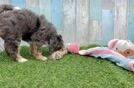 Meet Lance - our Mini Bernedoodle Puppy Video