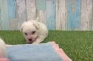 Bichon Frise Pup Being Cute