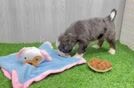 Mini Bernedoodle Pup Being Cute