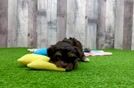 Cute Havashire Mix Pup
