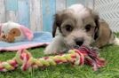 Meet Keurig - our Cavachon Puppy Video