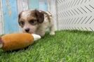 Cavachon Pup Being Cute